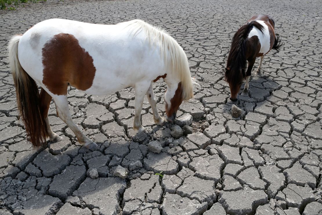 Horses look for grass to graze in a field cracked by drought in Corsica.