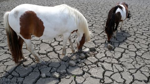 Horses look for grass to graze in a field cracked by drought in Corsica.