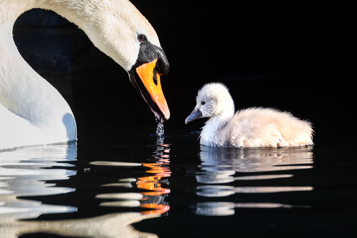 A swan and its cygnet swim in a London canal on Wednesday, April 22.