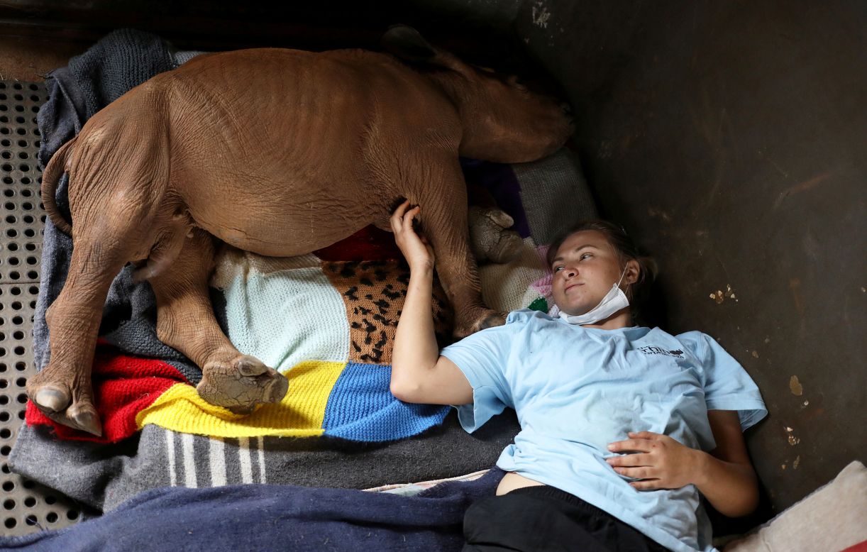 Volunteer Larize Nel lies next to Mapimpi, an orphaned rhino, at a rhino sanctuary in Mookgophong, South Africa, on Friday, April 17.