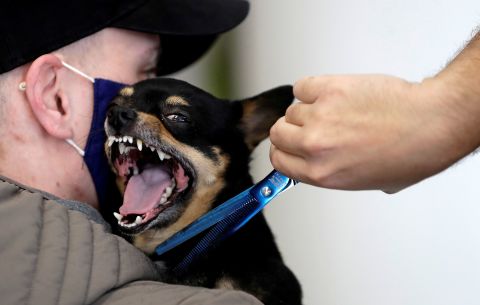 A groomer trims a dog's fur on April 20 after pet-grooming salons reopened in Prague, Czech Republic.