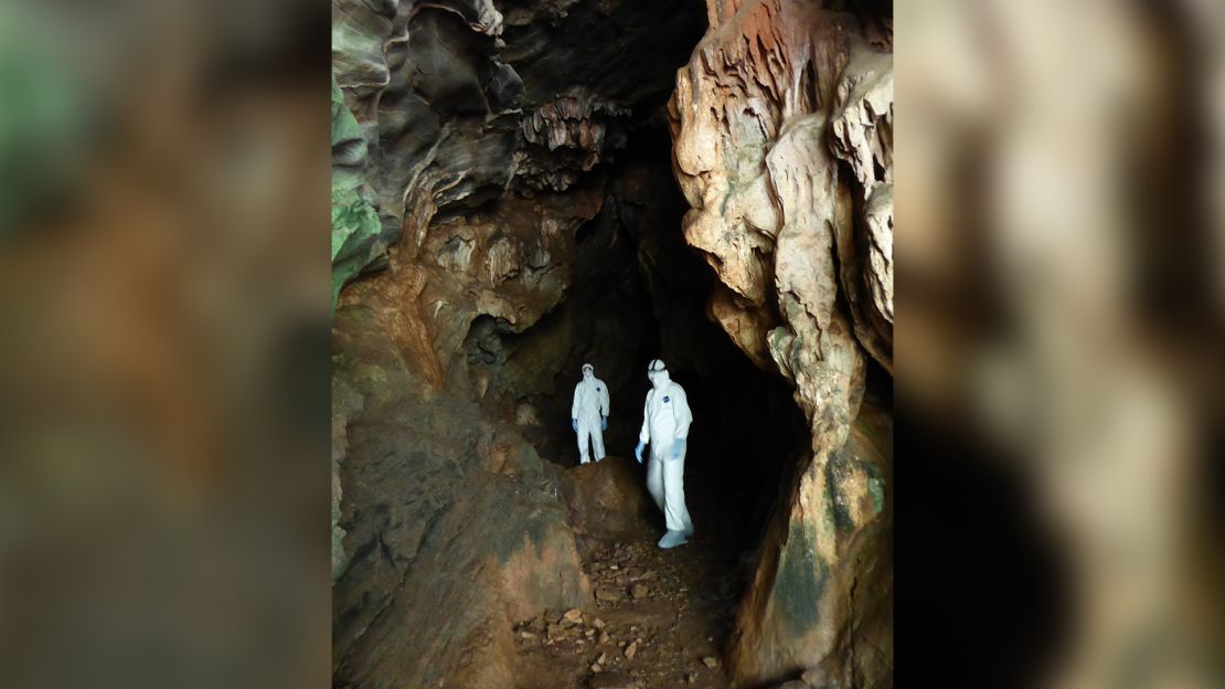 To catch the bats, EcoHealth Alliance's scientists have to set up nets at the entrance of the cave. To avoid any contact with the bats, they wear hazmat suits, a respirator and gloves.