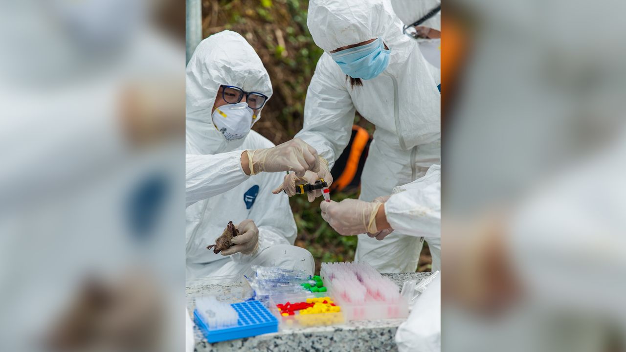 Once the samples have been taken from bats, EcoHealth Alliance's scientists place the vials in liquid nitrogen and send them out to a lab to have them analyzed.