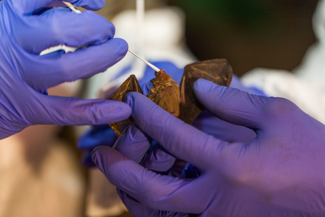 The Smithsonian Institution carries out bat sampling in Myanmar and Kenya, allowing them to discover 6 new coronaviruses.