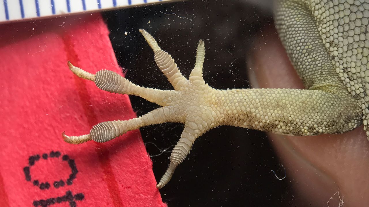Donihue measured toe pads of lizard species Anolis sagrei after Hurricanes Irma and Maria, finding that survivors had larger toe pads.