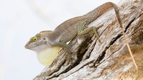 An Anolis nubilus, one of the lizard species featured in the new study.
