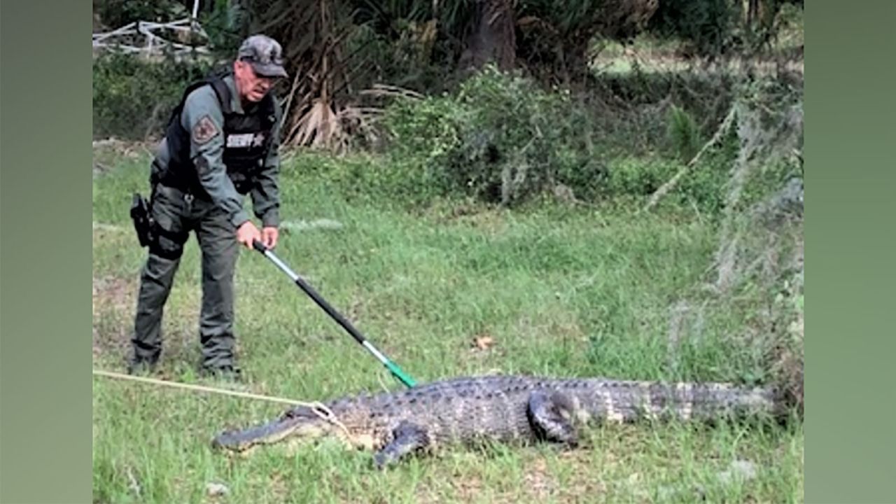 Officials removing an alligator that was being aggressive with traffic in Florida. 