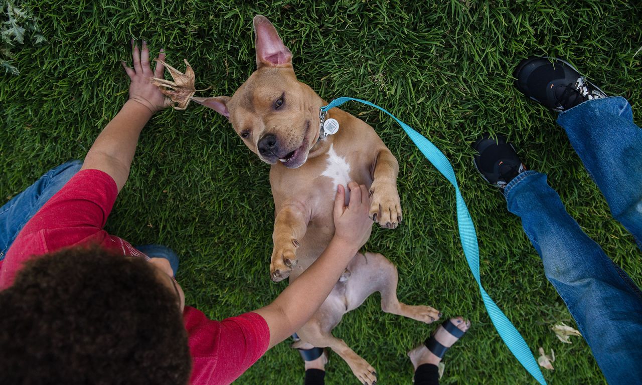  Animals shelters across the United States are emptying out thanks to the coronavirus pandemic, as people stuck at home are fostering or adopting animals. The Hillery family adopted Mase the pit bull from the San Diego Humane Society. 