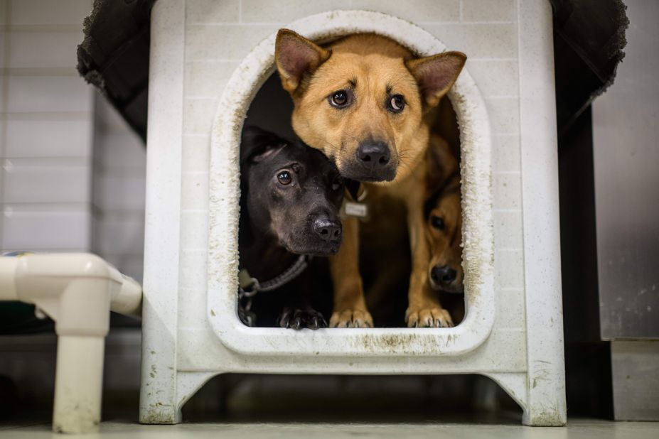 Dogs awaiting adoption or foster care crowd together together inside a doghouse at a Hong Kong Dog Rescue homing center. Shelters in Hong Kong reported that a higher-than-average number were adopted in March.
