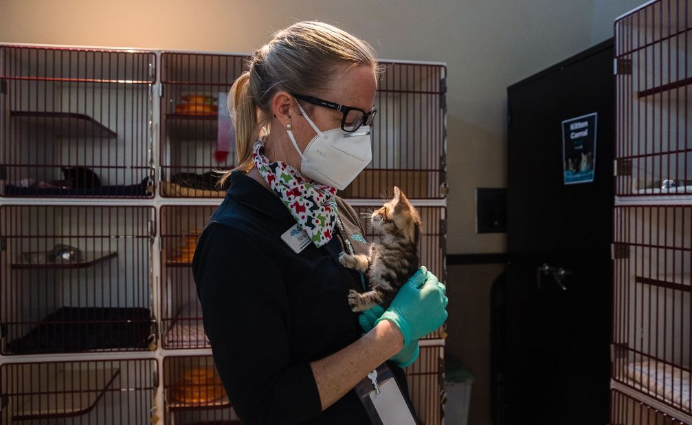 The San Diego Humane Society's Nina Thompson holds a kitten at the kitten nursery in San Diego, California.