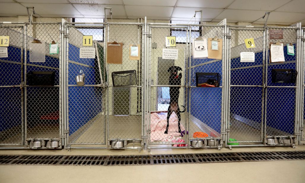 A dog that has been adopted but not yet taken to its new home was one of the few animals left at the Humane Society of Westchester in New Rochelle, New York, in late March. 