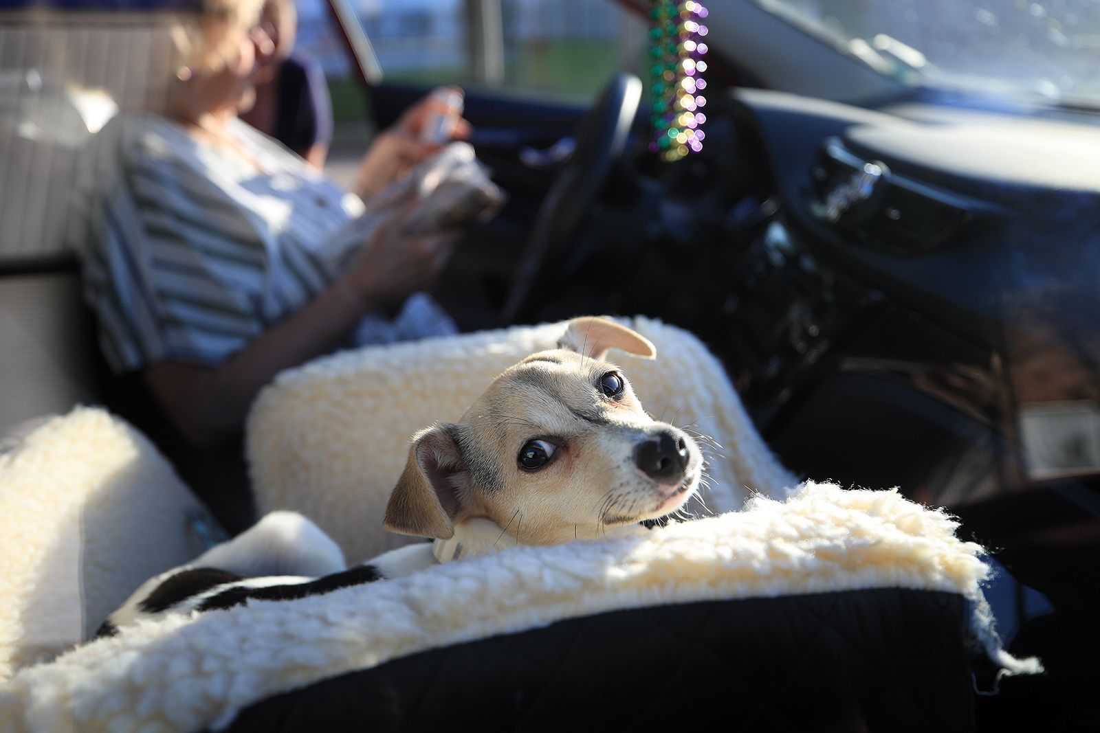 The Return of Puppy Pick 'Em at the Connecticut Humane Society