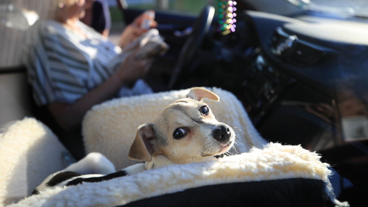 Layla the dog waits to be taken to a new foster home at the Animal Rescue of New Orleans in March, as uncertainty around coronavirus leads to fewer people adopting animals. 