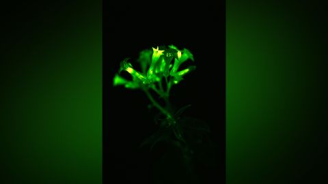 Scientists say they have found a way to alter plants' DNA to make them glow in the dark.