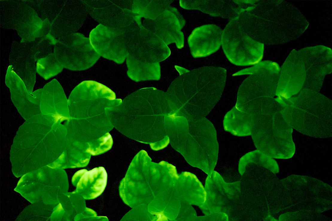 By inserting DNA obtained from bioluminescent mushrooms, the scientists were able to create plants that sustained a greenish glow. 