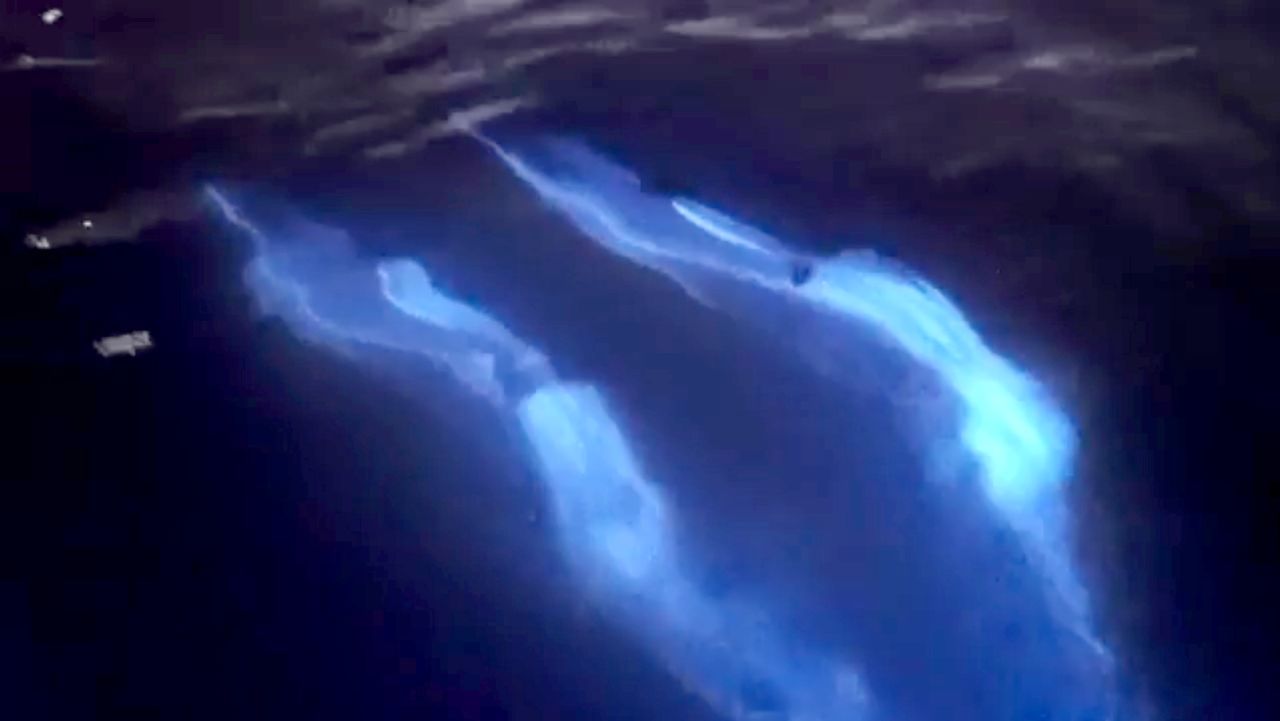 Bioluminescent Dolhins 1