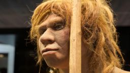 GDNRGN Madrid, Spain - July 10, 2016: Life-sized sculpture of Neanderthal female at National Archeological  Museum of Madrid