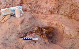 A large caudal vertebra from the anterior section of the tail. The friable sandy layer embedding the Spinosaurus bones, some 30 centimeters thick, is overlain by hard compact rock (top portion of this image).