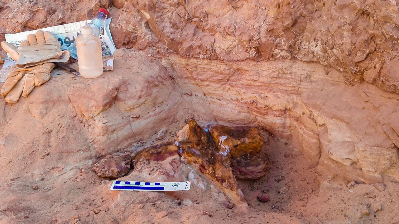 A large caudal vertebra from the anterior section of the tail. The friable sandy layer embedding the Spinosaurus bones, some 30 centimeters thick, is overlain by hard compact rock (top portion of this image).