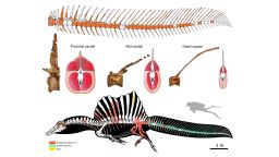 Top: reconstruction of the tail skeleton of Spinosaurus (missing bones shown in white). Center: cross sections through the tail showing changes in the vertebrae, tail volume, and arrangement of major muscles. Bottom: the new - and surprising - look of Spinosaurus (black, soft parts/body outline; red, bones collected in 2008 by a local fossil collector; green, bones from recent scientific excavations; yellow, bone fragments collected in the debris around the main excavation area).