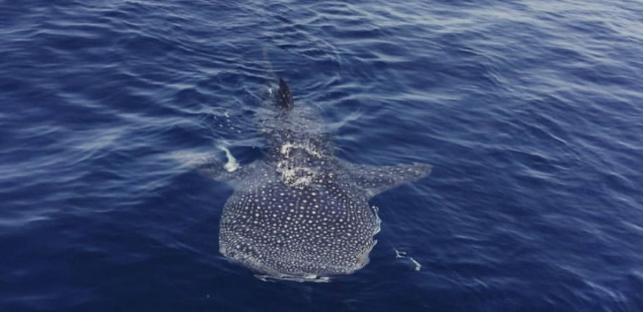 Banks hopes that an enduring benefit of this period will be the greater awareness and interest in the UAE's marine wildlife. <br />Not always known as a hotspot for biodiversity, Banks points out the country is blessed with an abundance of charismatic species such as this whale shark, recently spotted in Fujairah.