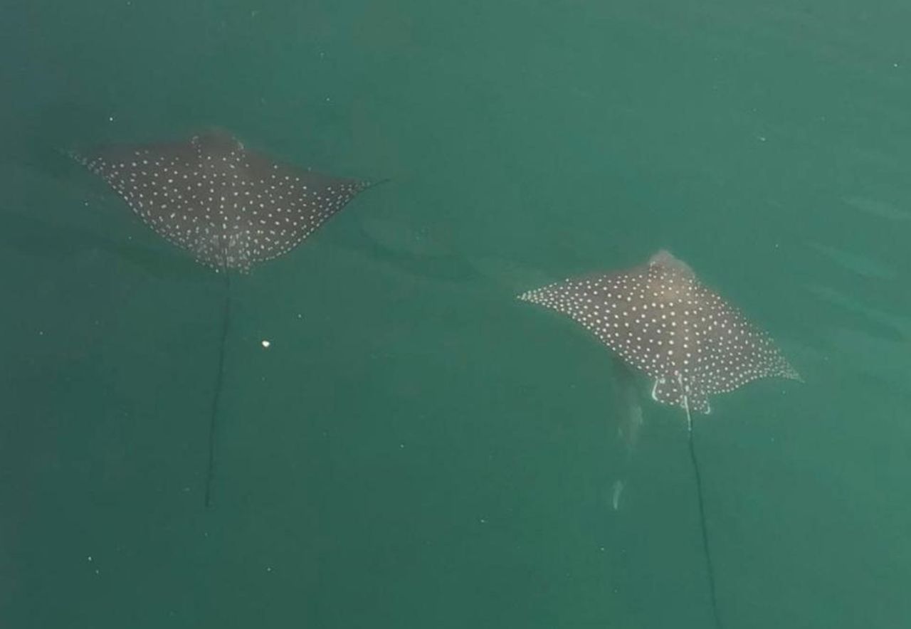 A rare sighting of Eagle rays in the usually busy Dubai Marina. <br />There has been a spate of unusual marine wildlife sightings in Emirati waters while human activity has been curtailed by the coronavirus outbreak. 