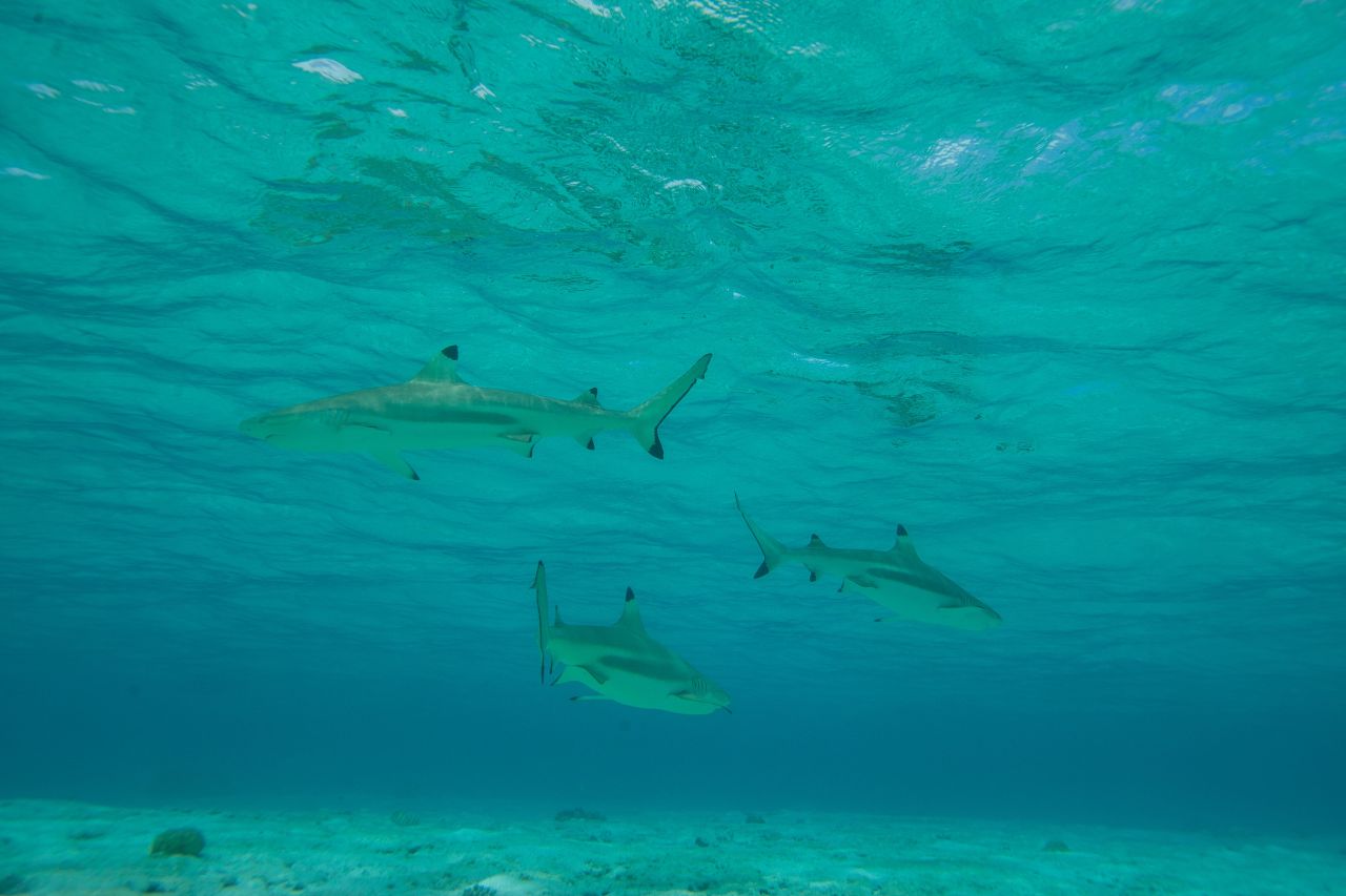 Blacktip reef sharks have also been sighted in large numbers.<br />Azraq founder Natalie Banks believes that reduced boating and pollution is drawing wildlife into previously human-dominated areas. 