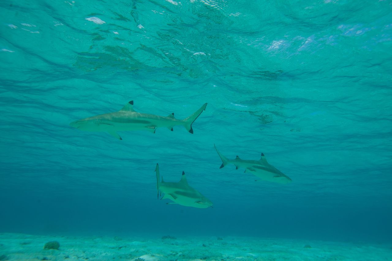 Blacktip reef sharks have also been sighted in large numbers.<br />Azraq founder Natalie Banks believes that reduced boating and pollution is drawing wildlife into previously human-dominated areas.