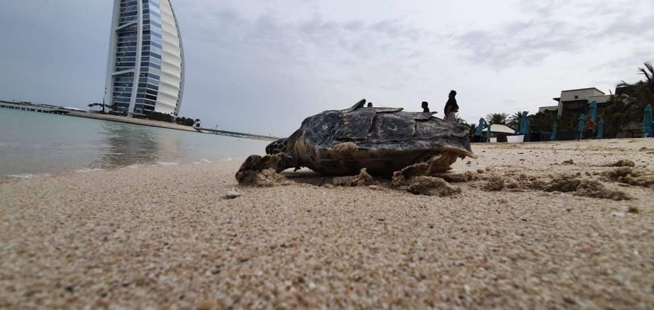 Marine conservationist group Azraq, based in Dubai, says turtles are benefiting from quiet beaches and are nesting in larger numbers than in previous years.  <br />Pictured, a hawksbill turtle is released back into the ocean after having an injury treated by the Dubai Turtle Rehabilitation Project.