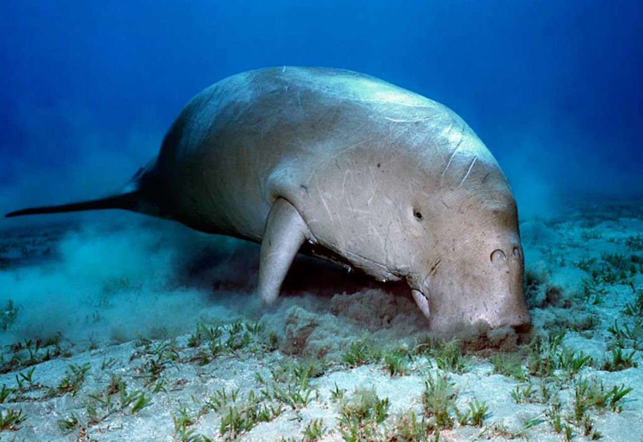 The UAE is also home to one of the world's largest populations of dugongs -- or "sea cows" -- which has rebounded in recent years with the aid of a fishing net ban.