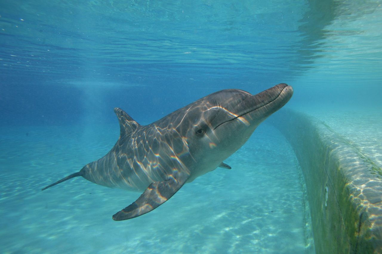 Some of the largest pods of dolphins ever seen in the region have also been spotted.