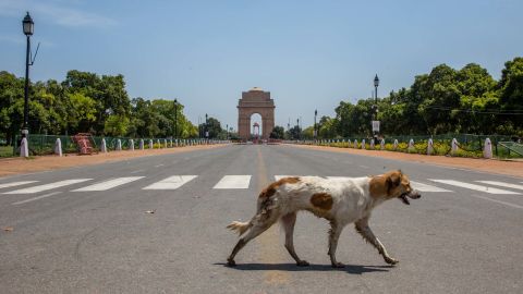 A stray dog walks in front of an empty historic India Gate on March 30, 2020 in New Delhi, India. 