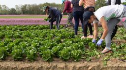 UK farming coronavirus lettuce