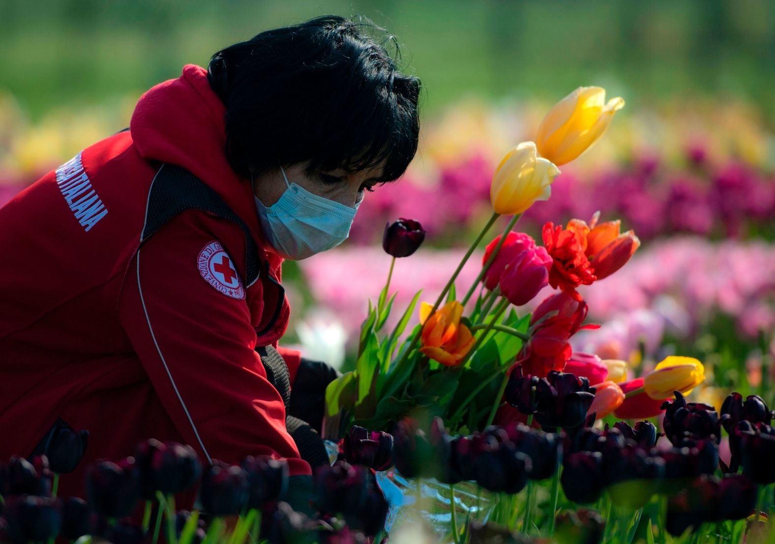 A Red Cross volunteer picks tulips in Rome on April 8. Roma Flowers Park has donated many bouquets of tulips to the Red Cross, thanking doctors, nurses and volunteers for their efforts.