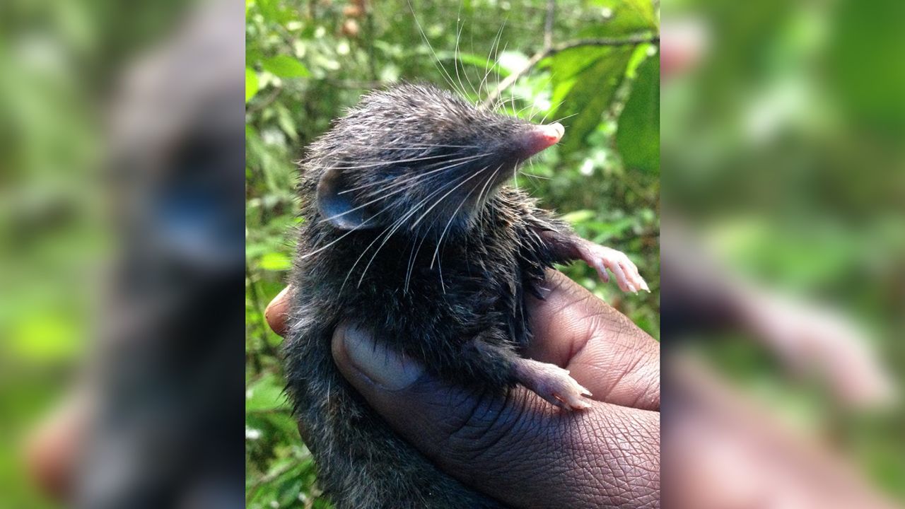 Hero shrews have strong, interlocking spines unlike any other animal