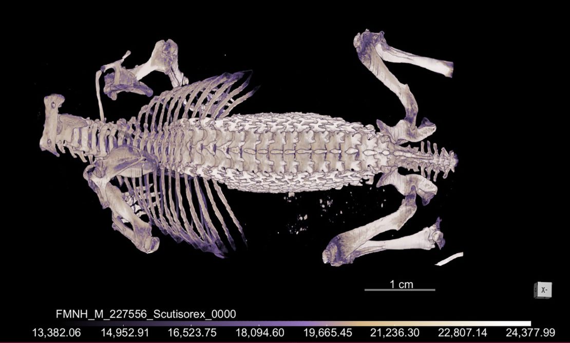 Hero shrews use a bounding motion to move, rather than crawling like some shrews.