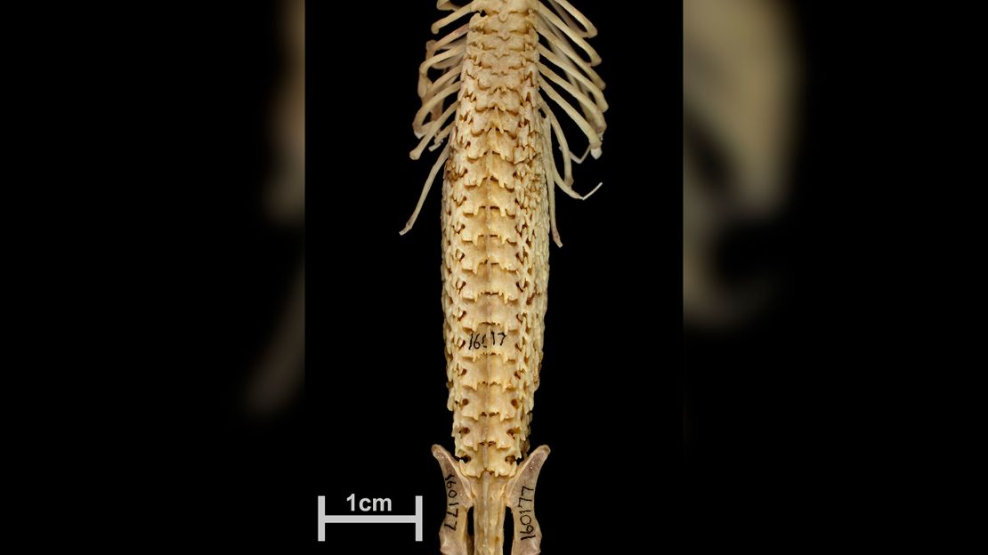 The intricate interlocking mechanism of the hero shrew spine can be seen here in detail.