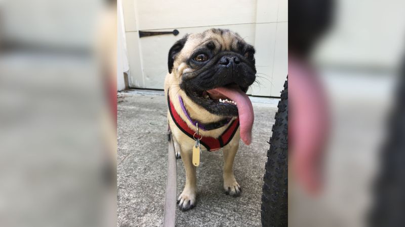 Carolina pugs sale