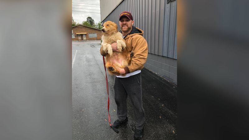 tornado dog