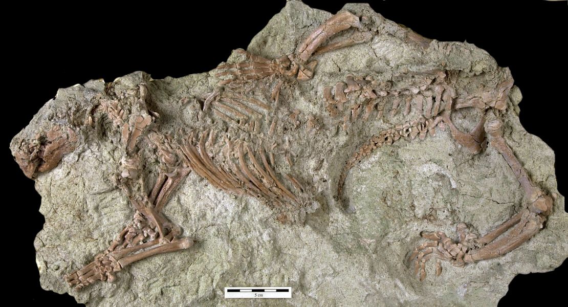 This is the well-preserved skeleton of Adalatherium hui, a gondwanatherian mammal that lived on Madagascar 66 million years ago.