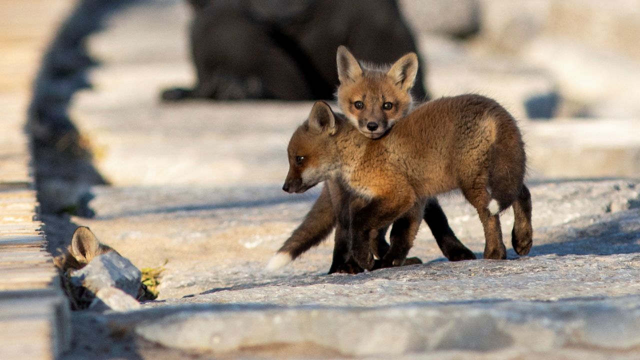 Fox cubs venture out from their den under a popular boardwalk in Toronto on April 22.
