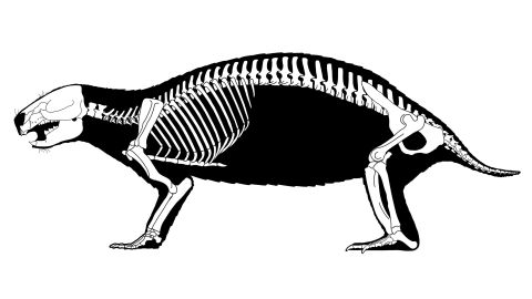 This depicts the reconstructed skeleton of Adalatherium hui, aka crazy beast, a newly discovered mammal from the Late Cretaceous period of Madagascar. 
