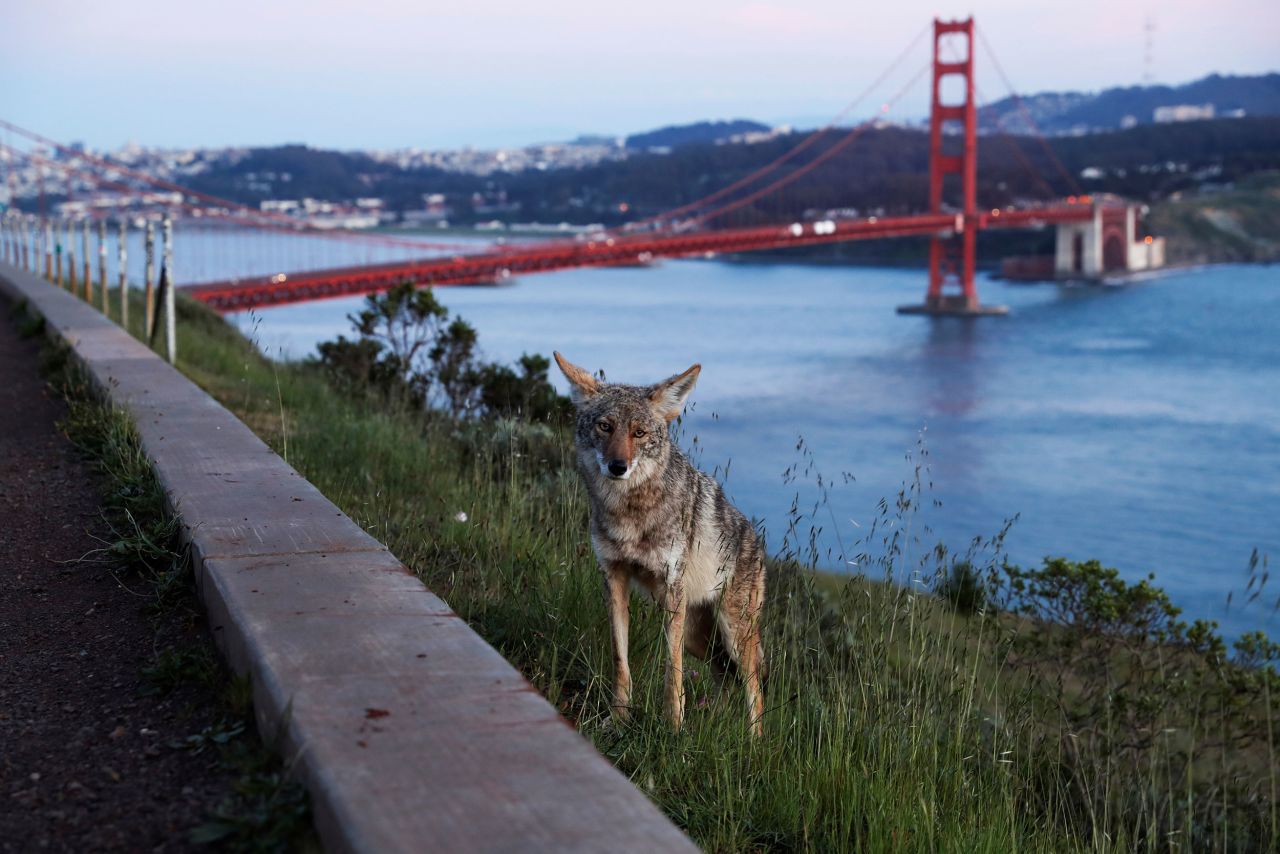 A coyote stands by a roadside near San Francisco's Golden Gate Bridge on April 7.