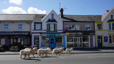Mountain goats roam the streets of LLandudno, Wales, on March 31, 2020. 