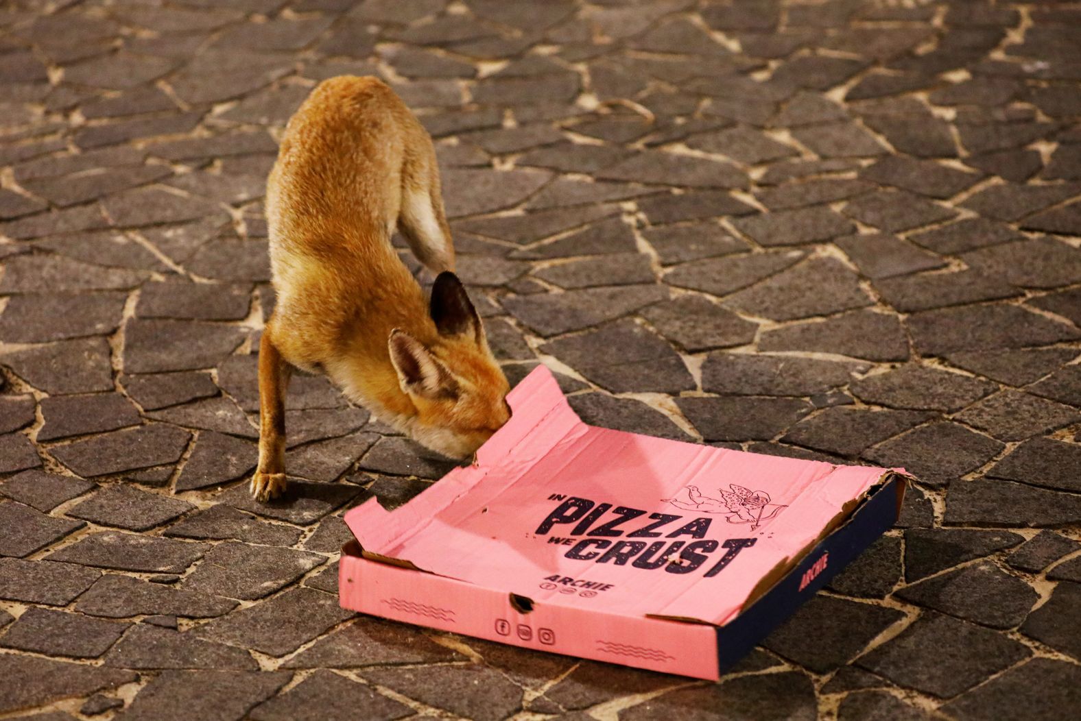 A red fox checks out a pizza box on a promenade in Ashkelon, Israel, on April 17. A family of foxes has become a regular feature in the city, <a href="index.php?page=&url=https%3A%2F%2Fwww.reuters.com%2Farticle%2Fus-health-coronavirus-israel-foxes%2Femboldened-by-closures-foxes-prowl-an-ancient-port-city-in-israel-idUSKCN2241RL" target="_blank" target="_blank">Reuters reported,</a> coming out of the desert to explore empty streets.