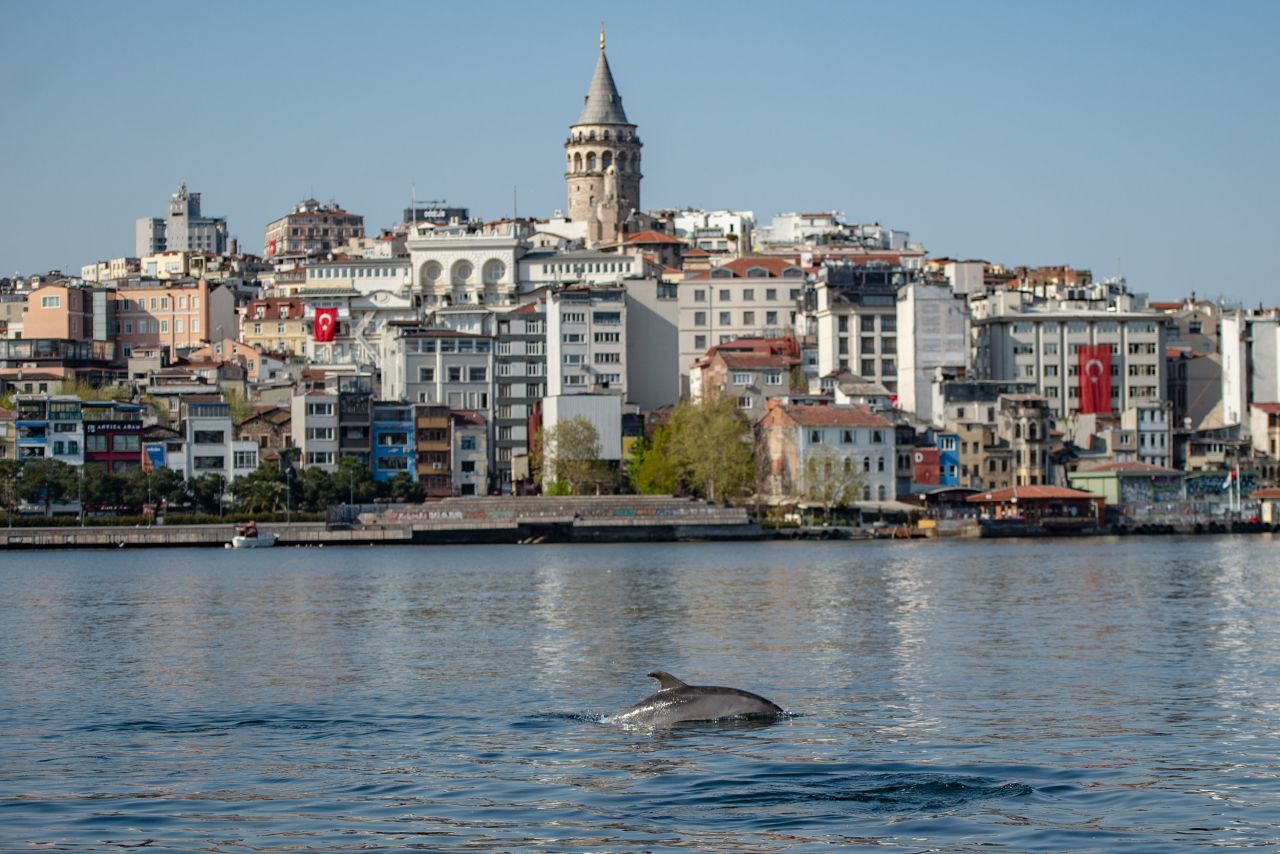 A dolphin swims in the Bosphorus near Istanbul on April 26. Dolphins aren't normally spotted this close to the shoreline. Because of the city's lockdown, there has been less maritime traffic and a ban on fishing.
