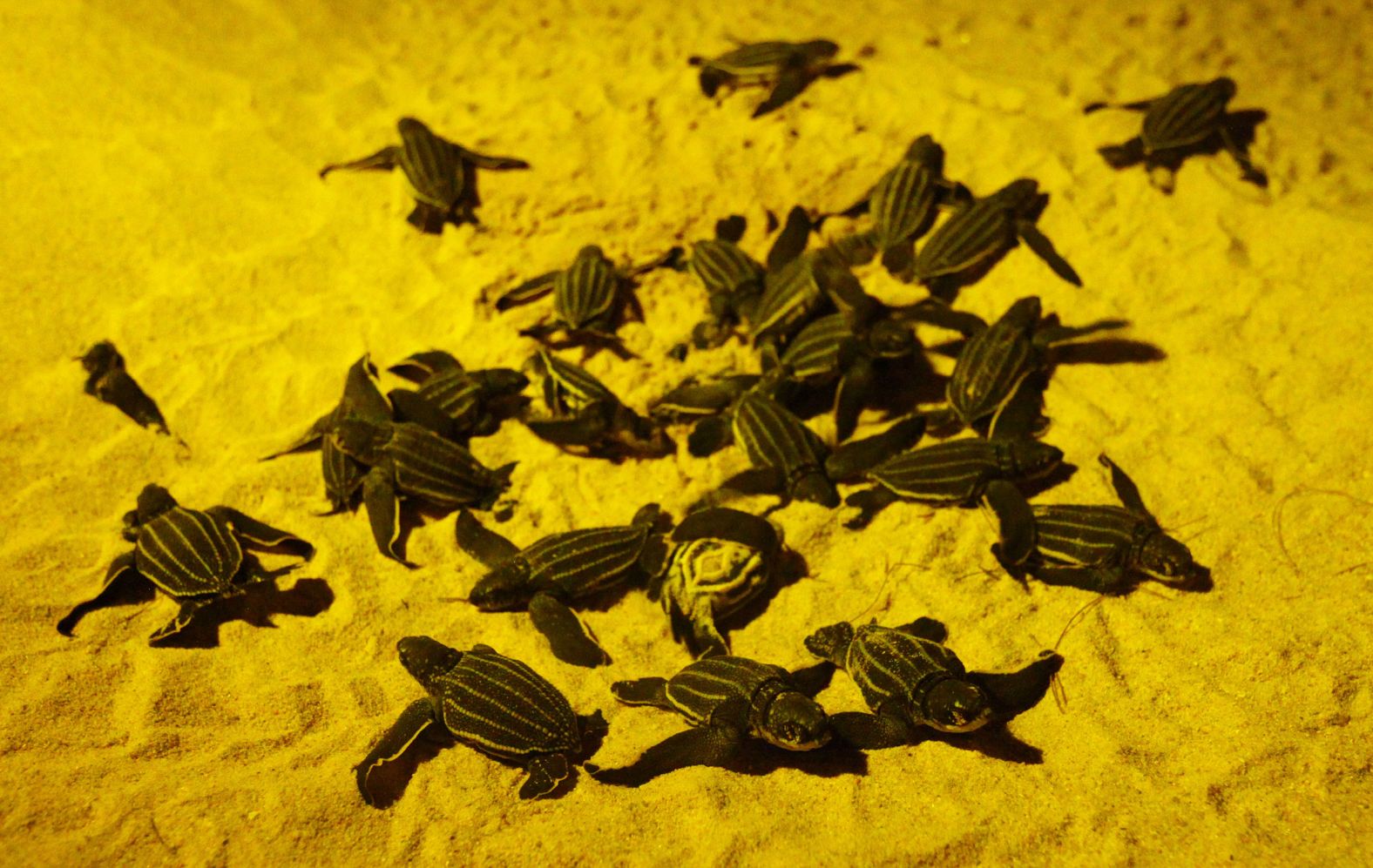 Newly hatched sea turtles make their way to the water at a beach in Thailand's Phanga Nga district on March 27. Some Thai beaches have seen <a href="https://www.cnn.com/travel/article/thailand-sea-turtles-coronavirus-scli-intl-scn/index.html" target="_blank">the largest number of turtle nests in two decades,</a> according to Kanokwan​ Homcha-ai, a supervisor at the Mai​ Khao Marine Turtle​ Foundation.