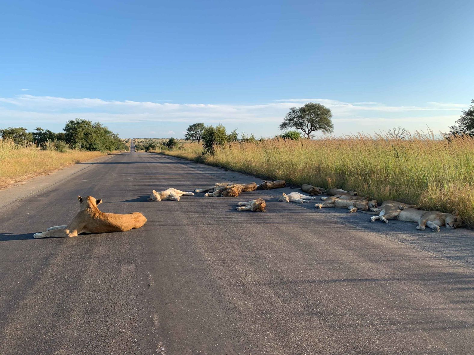 Lions <a href="index.php?page=&url=https%3A%2F%2Fwww.cnn.com%2Ftravel%2Farticle%2Flions-kruger-lockdown-scli-intl%2Findex.html" target="_blank">take a cat nap</a> on a normally busy road in South Africa's Kruger National Park on April 15. "Lying on the road during the daytime is unusual, because under normal circumstances there would be traffic and that pushes them into the bush," park spokesman Isaac Phaahla told CNN.