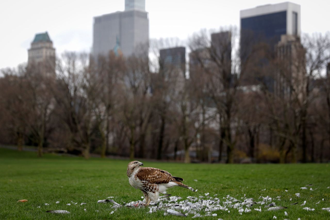 A red-tailed hawk feasts on a pigeon in New York's Central Park on March 25.