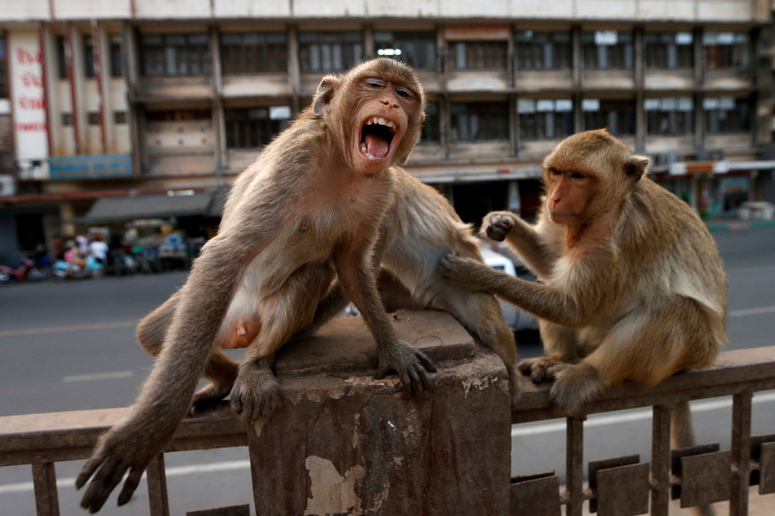Monkeys are seen near the Prang Sam Yod temple in Lopburi, Thailand, on March 17. The monkeys live at the temple and interact with tourists, but a recent monkey brawl <a href="index.php?page=&url=https%3A%2F%2Fwww.facebook.com%2F1733840675%2Fvideos%2F10206801064741888%2F" target="_blank" target="_blank">caught on video </a>might suggest that resources are now scarce, <a href="index.php?page=&url=https%3A%2F%2Fwww.nytimes.com%2F2020%2F03%2F16%2Fscience%2Fhungry-monkeys-deer-coronavirus.html" target="_blank" target="_blank">ecologist Asmita Sengupta told The New York Times.</a>